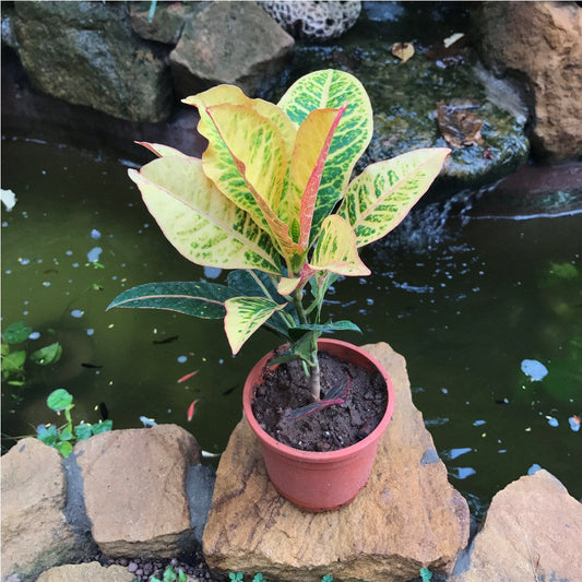  Codiaeum Croton Variegatum Petra Plant