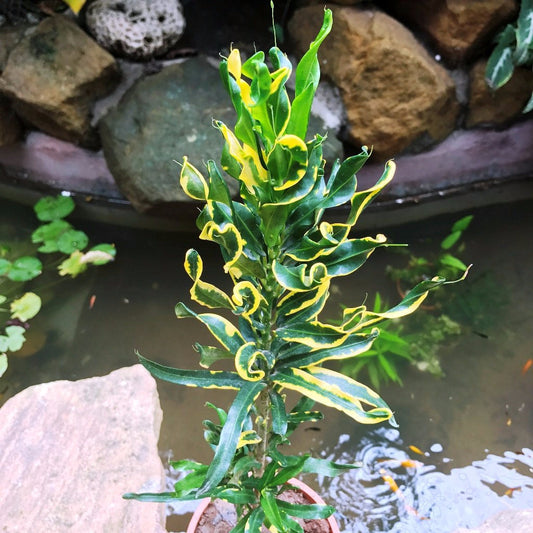  Codiaeum Croton Variegatum Mammy Plant
