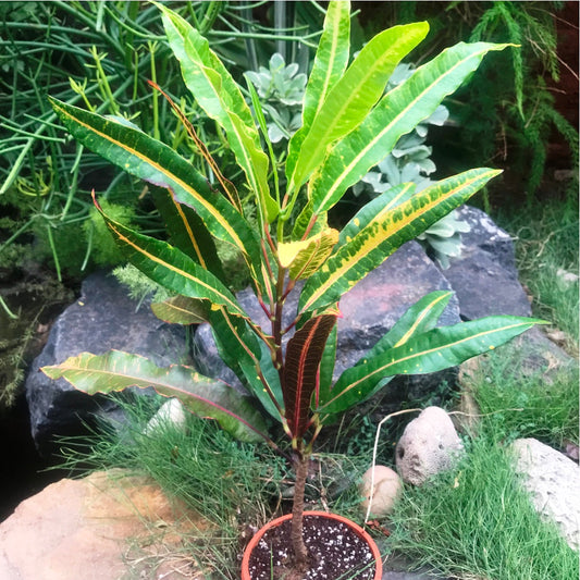  Codiaeum Croton Variegatum Sunny Star Plant