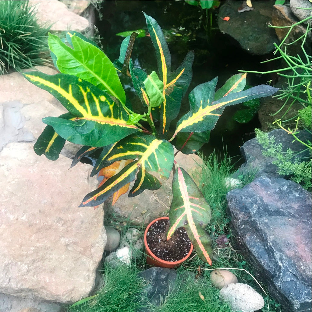  Codiaeum Croton Variegatum Var. Pictum Plant