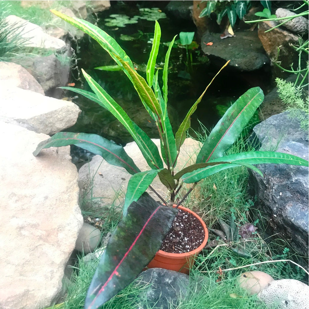  Codiaeum Croton Victoria Gold Bell Plant