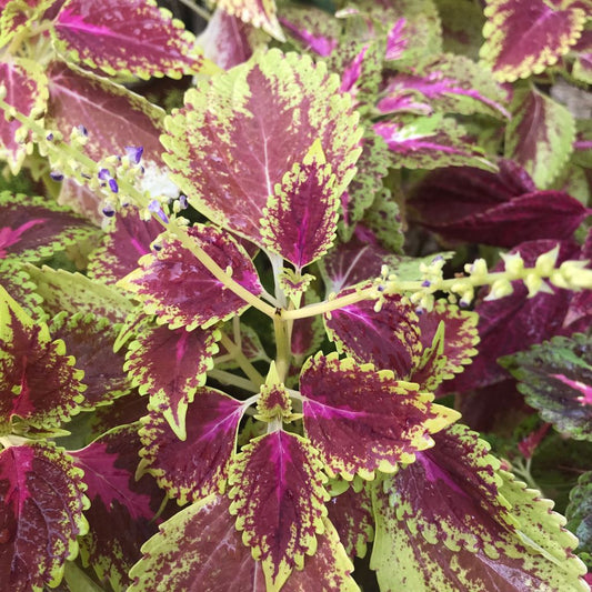  Coleus Wizard Scarlet Plant