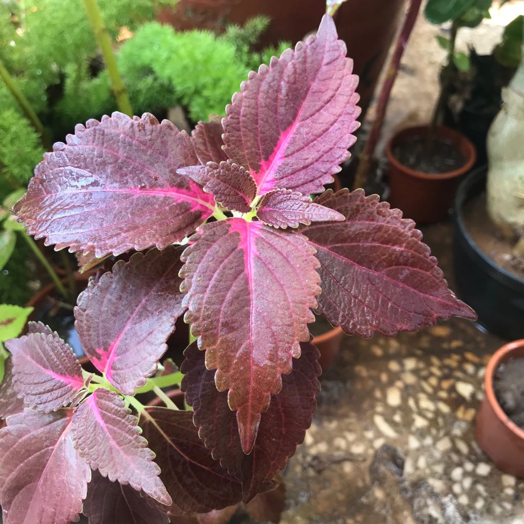  Coleus Kingswood Torch Plant