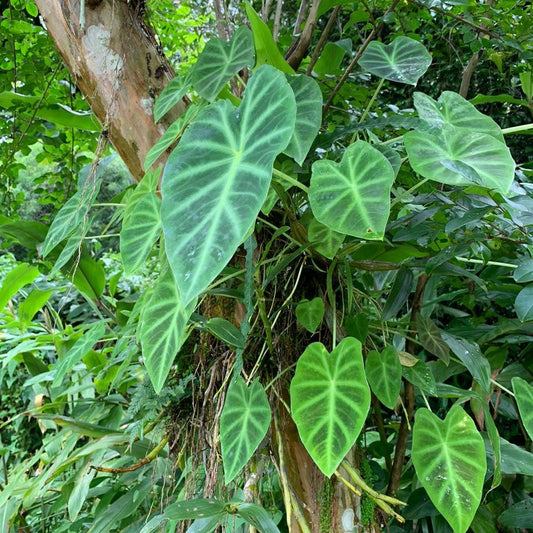 Colocasia Esculenta 'Illustris'- Chamagadda (Bulbs)
