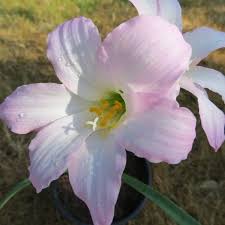  Rain Lily 'Cooperanthus Hortensis' (Bulbs)