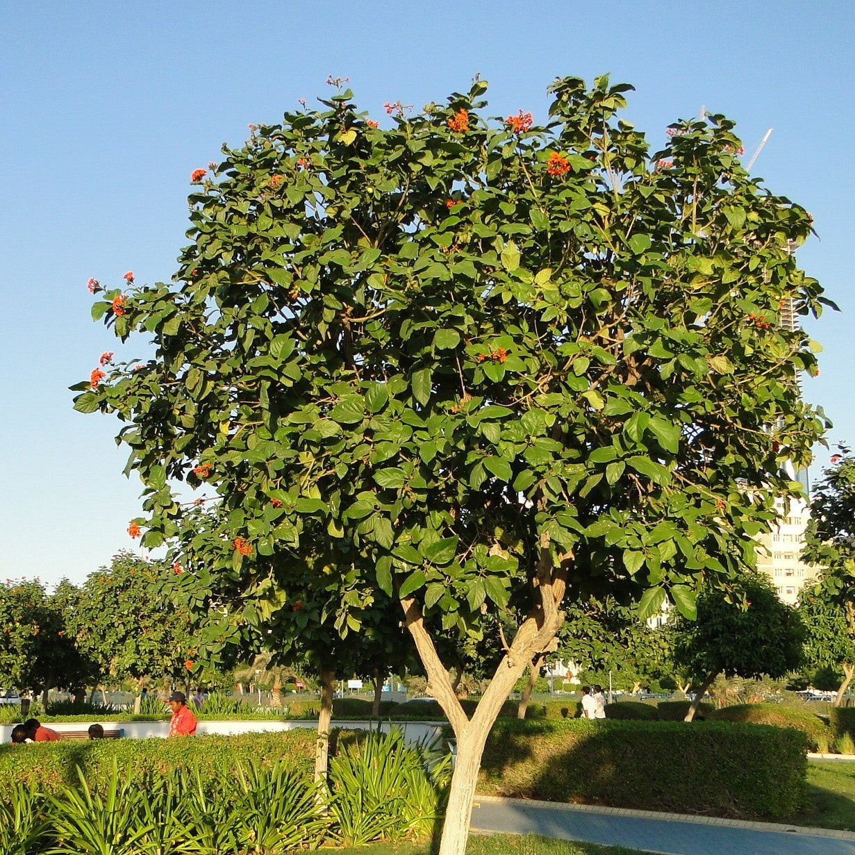  Cordia Sebestena Geiger Tree Plant