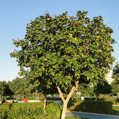  Cordia Sebestena Geiger Tree Plant