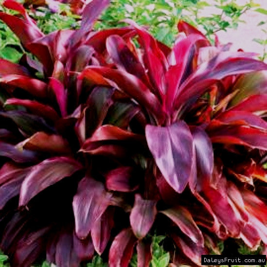 Cordyline Terminalis Plant