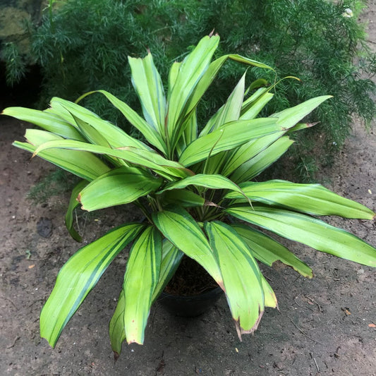  Cordyline Golden Kiwi Plant