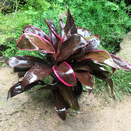  Cordyline Mumba Plant
