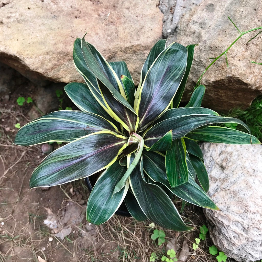  Cordyline Fruticosa Compacta Coffee Plant