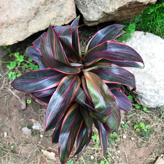  Cordyline Fruticosa Compacta Red Plant