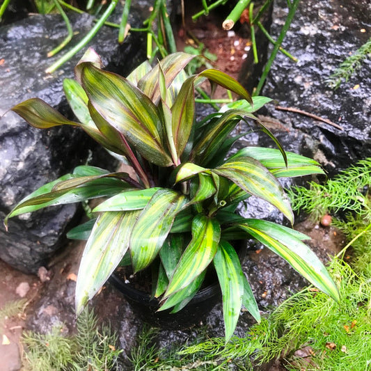  Cordyline Fruticosa Compacta Orange Plant