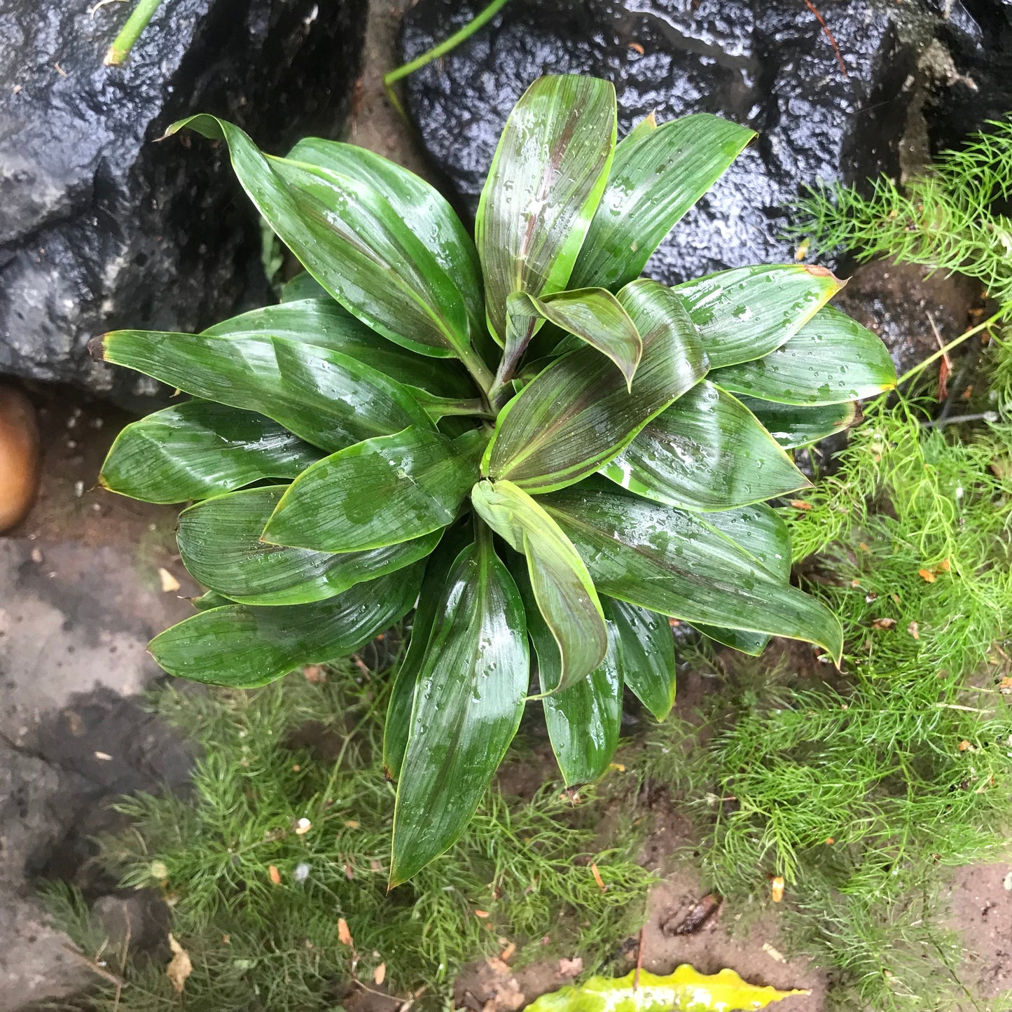  Cordyline Fruticosa Compacta Green Plant