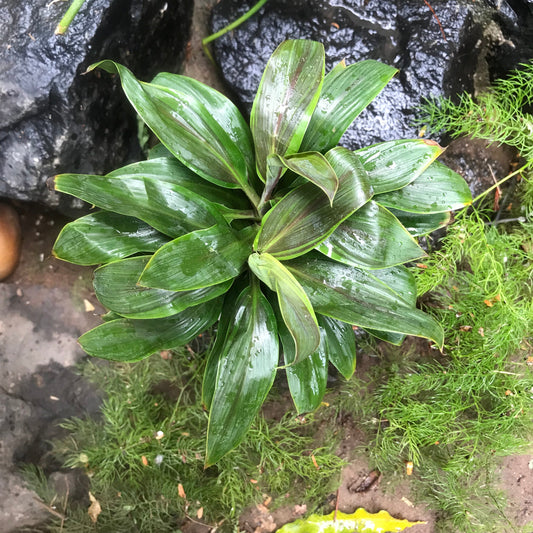  Cordyline Fruticosa Compacta Green Plant