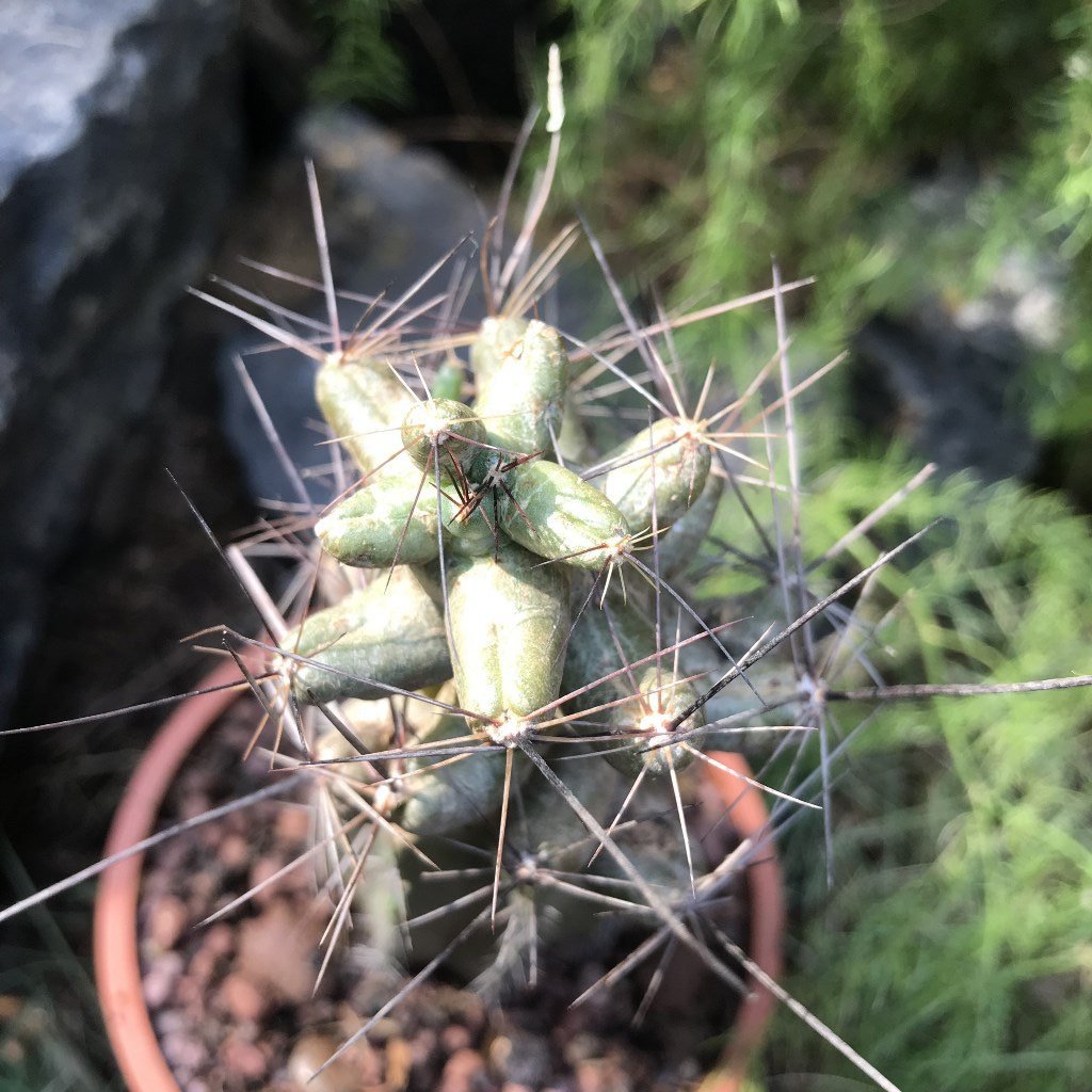  Coryphantha Macromeris Cactus Plant