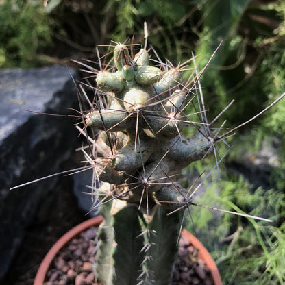  Coryphantha Macromeris Cactus Plant