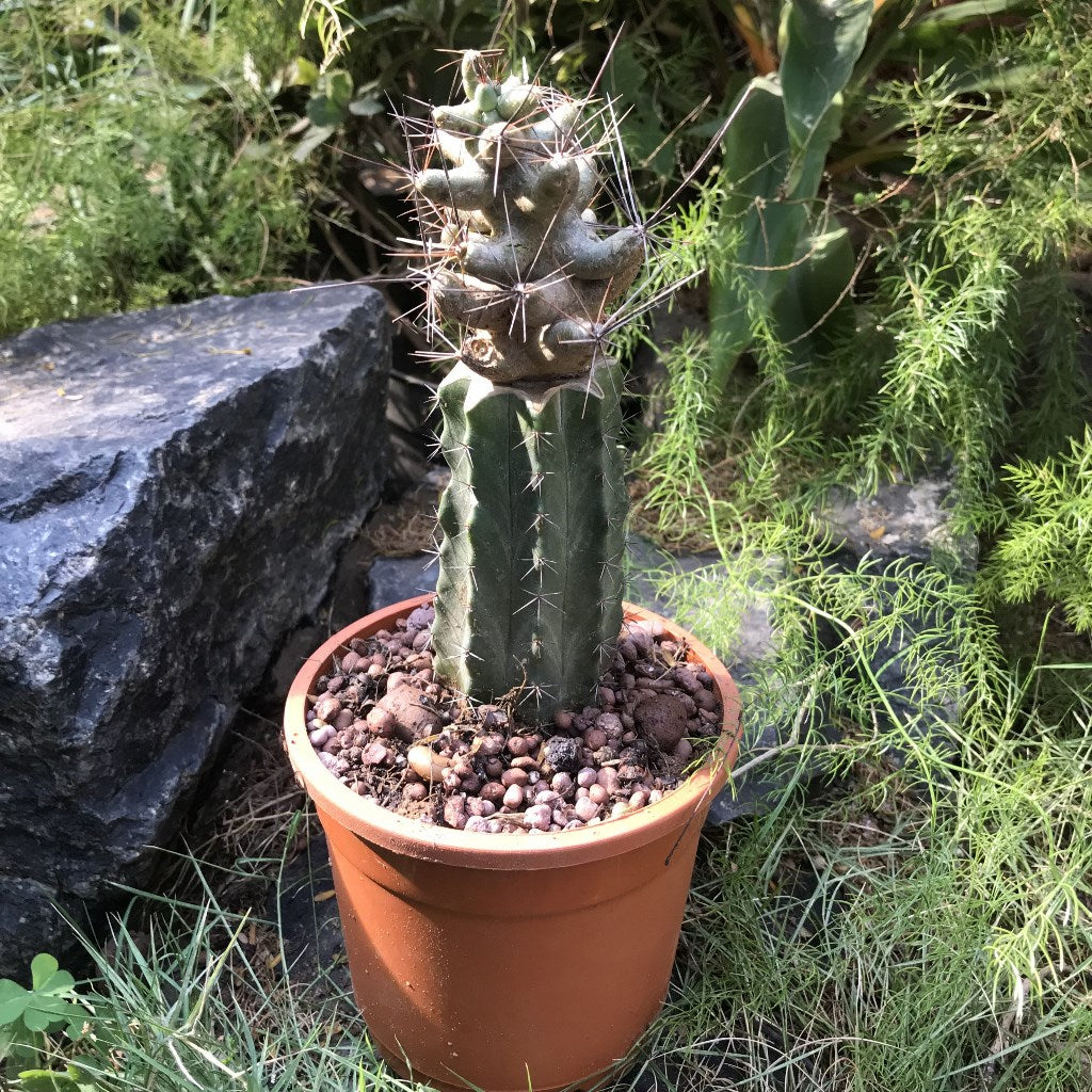  Coryphantha Macromeris Cactus Plant
