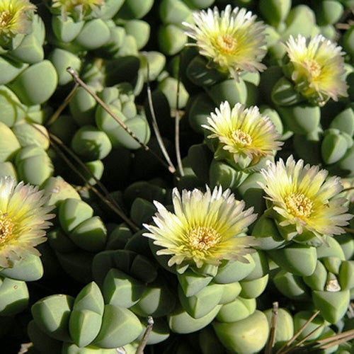  Corpuscularia Lehmanni Succulent Plant