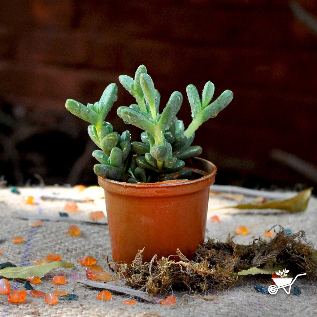  Corpuscularia Lehmanni Succulent Plant