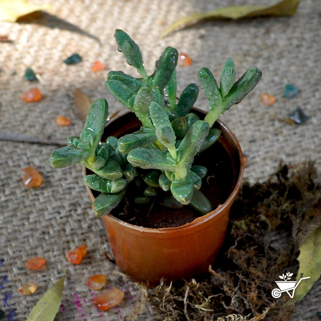  Corpuscularia Lehmanni Succulent Plant