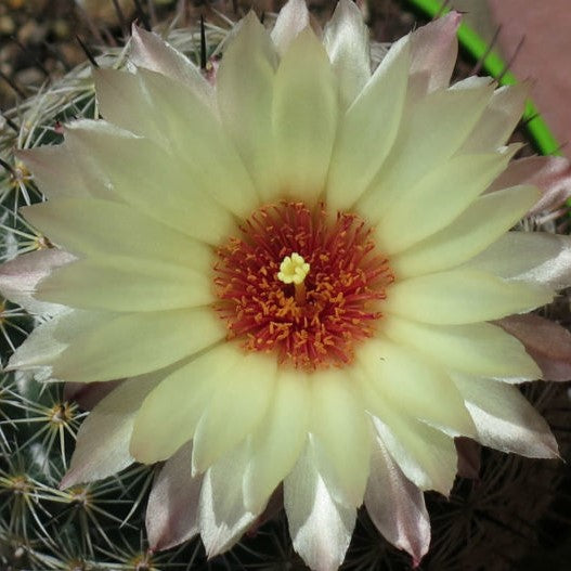  Coryphantha Cornifera V Echinus Cactus Plant