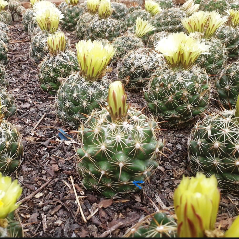  Coryphantha Cornifera V Echinus Cactus Plant