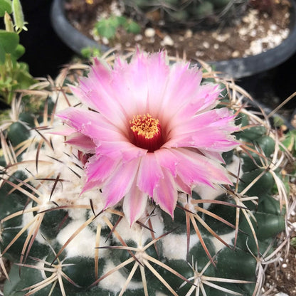  Coryphantha Elephantidens Cactus Plant