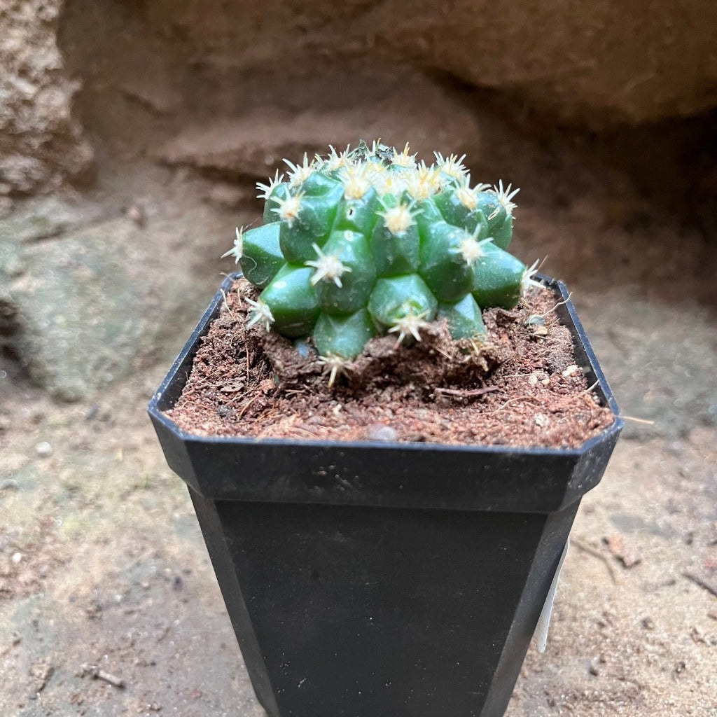 Coryphantha Elephantidens Cactus Plant