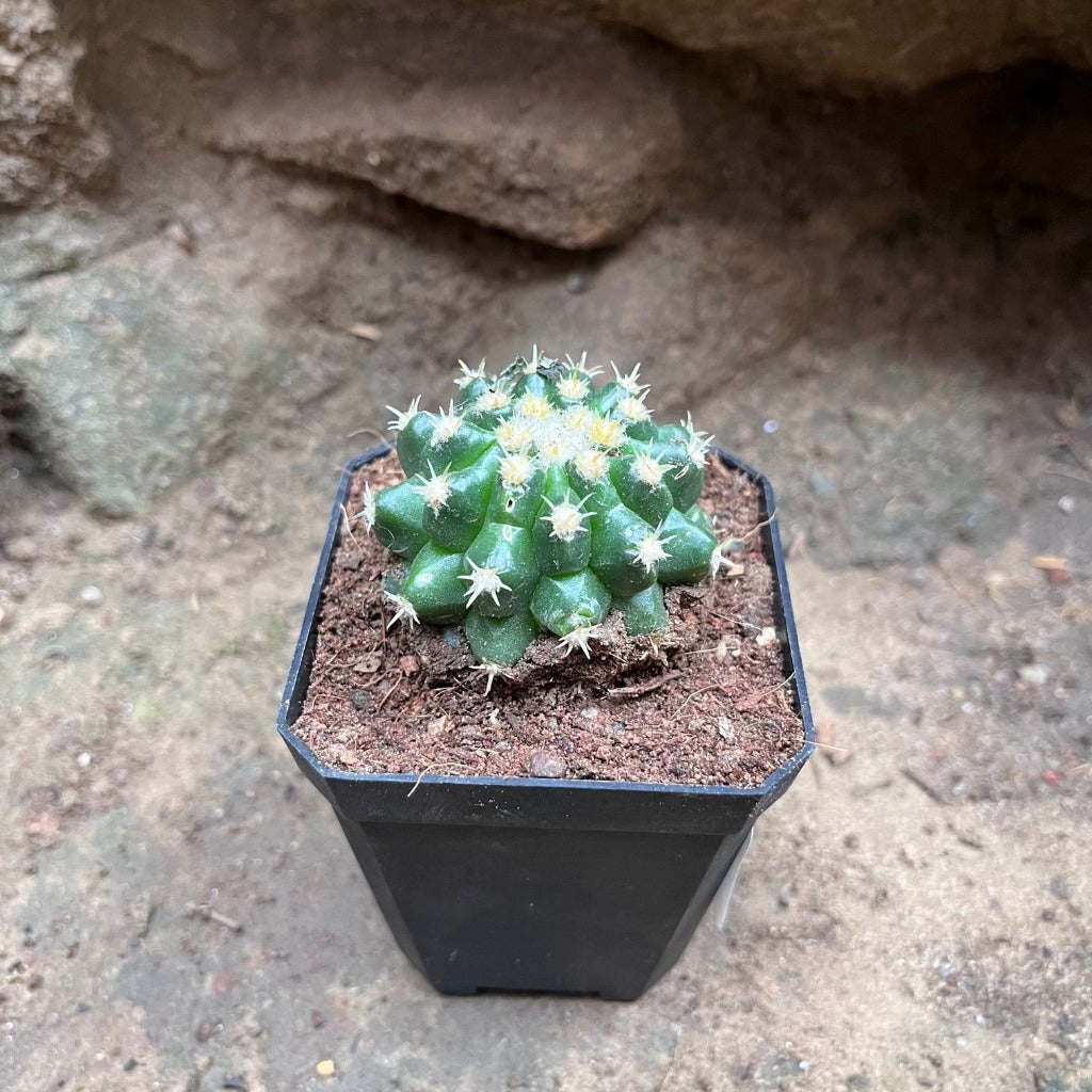  Coryphantha Elephantidens Cactus Plant