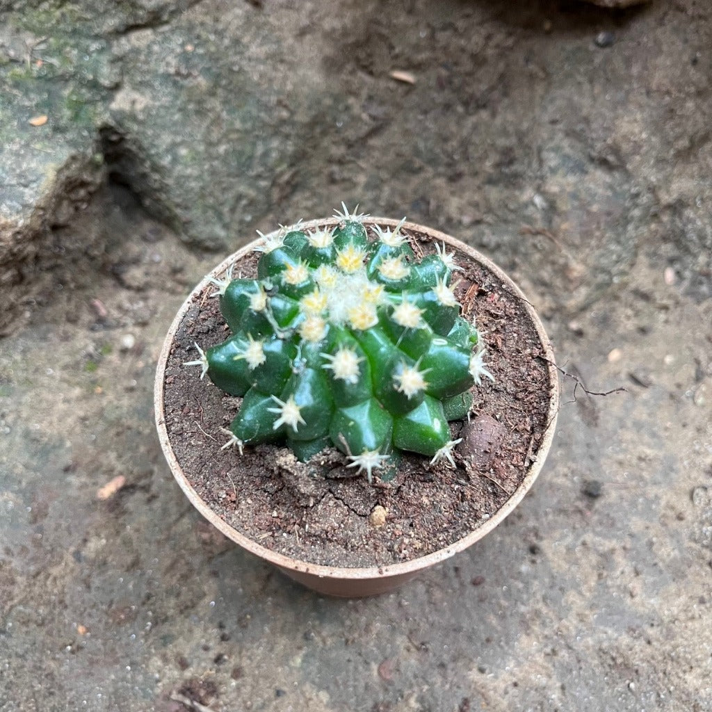  Coryphantha Elephantidens Cactus Plant