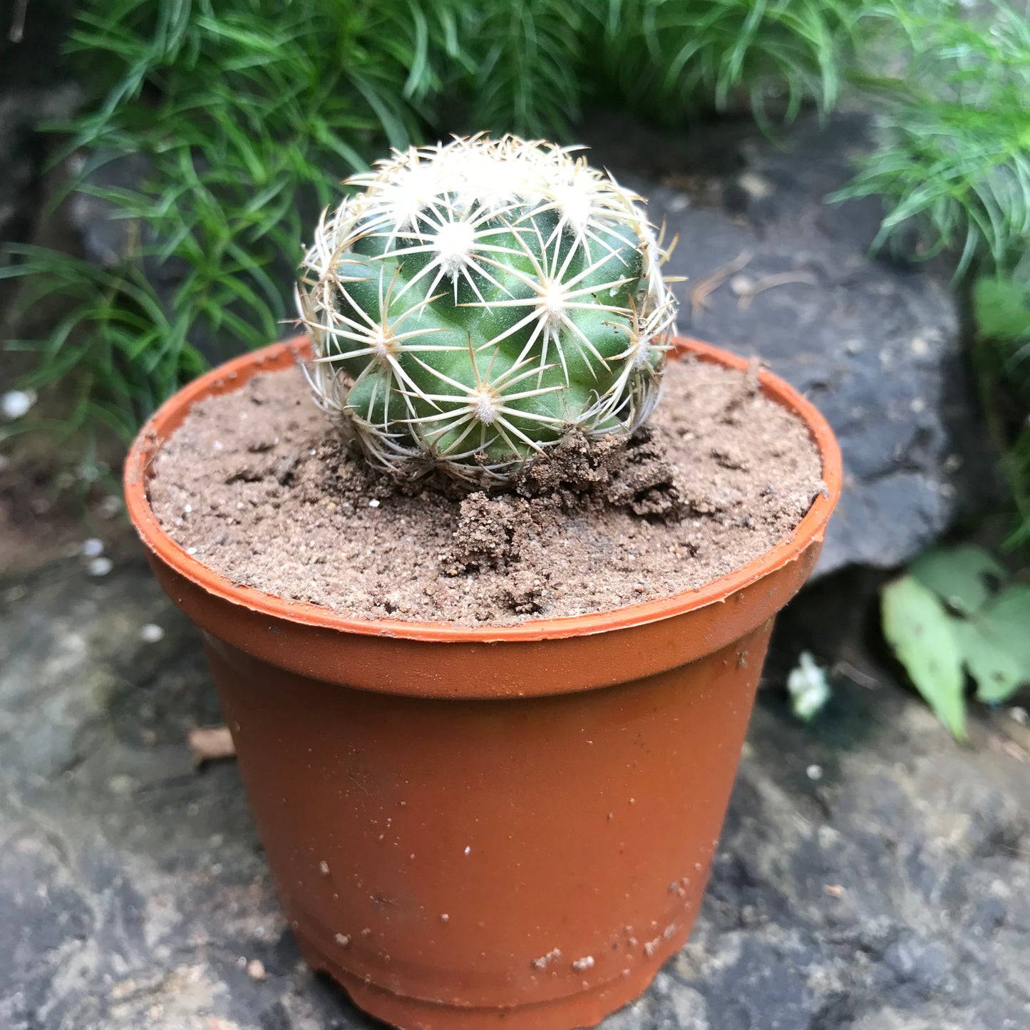  Coryphantha Cornifera V Echinus Cactus Plant