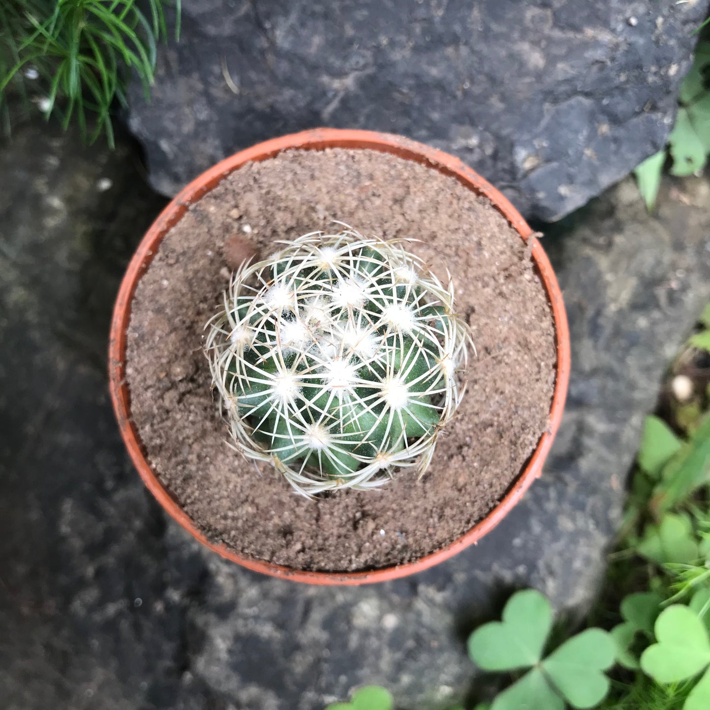  Coryphantha Cornifera V Echinus Cactus Plant