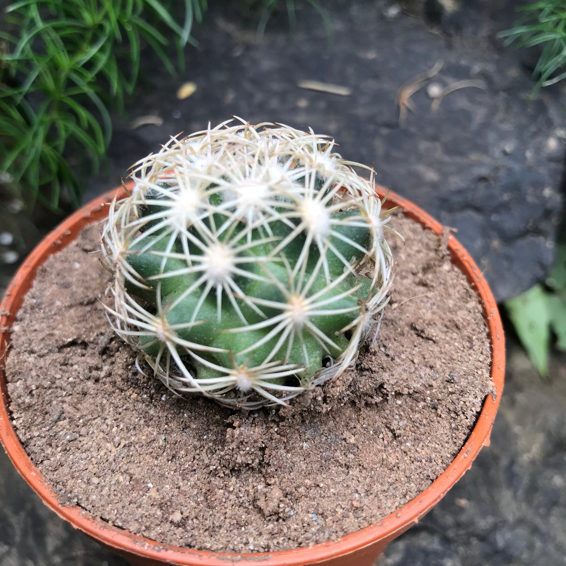  Coryphantha Cornifera V Echinus Cactus Plant