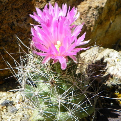  Coryphantha Macromeris Cactus Plant