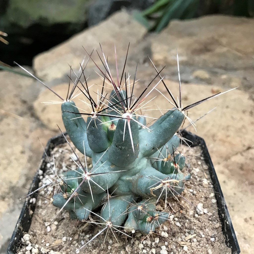  Coryphantha Macromeris Cactus Plant
