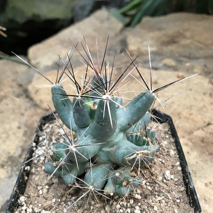  Coryphantha Macromeris Cactus Plant