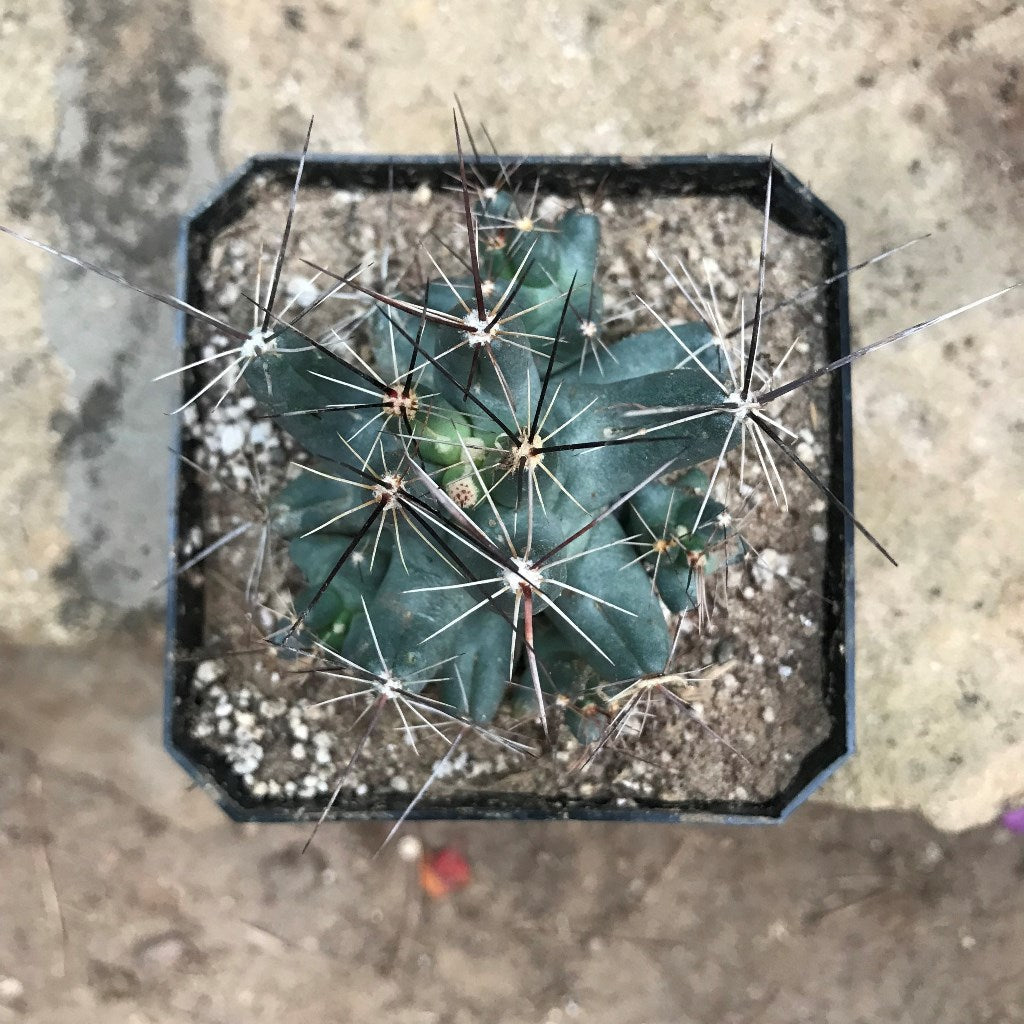  Coryphantha Macromeris Cactus Plant