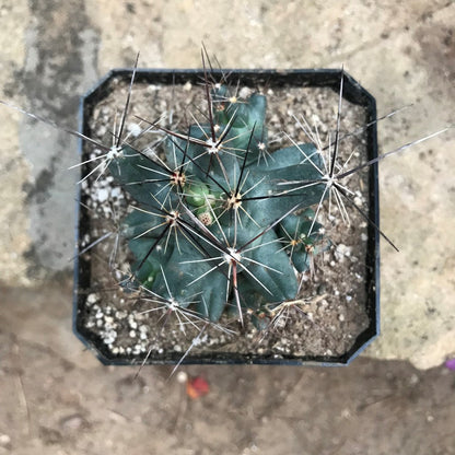  Coryphantha Macromeris Cactus Plant