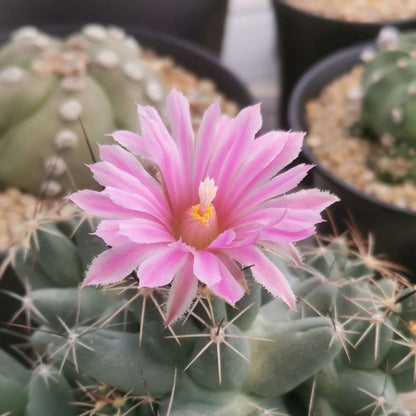  Coryphantha Macromeris Cactus Plant