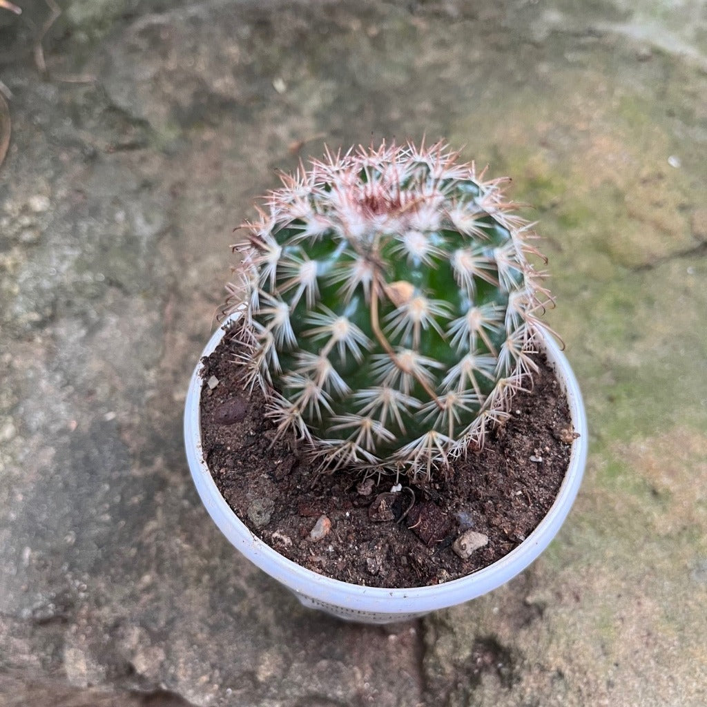  Coryphantha Pseudoechinus Ssp.laui Cactus Plant
