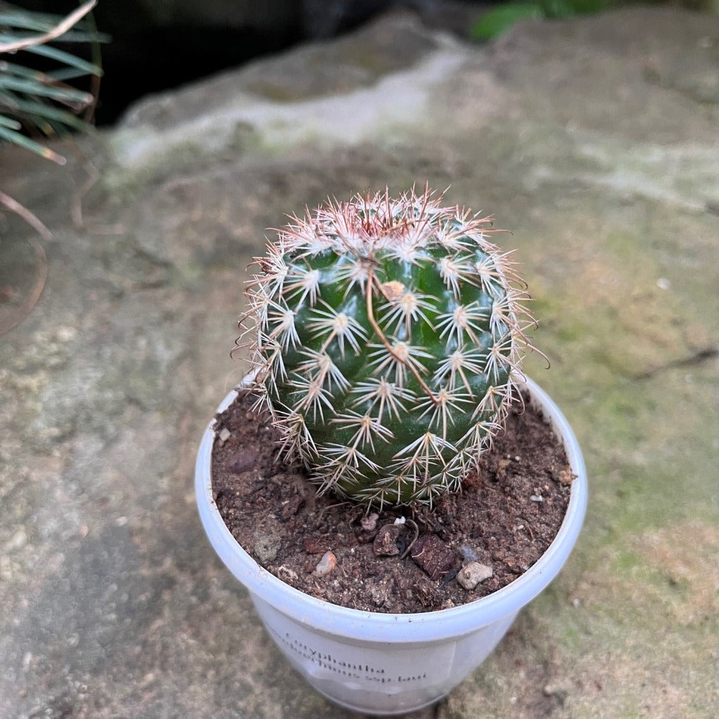  Coryphantha Pseudoechinus Ssp.laui Cactus Plant
