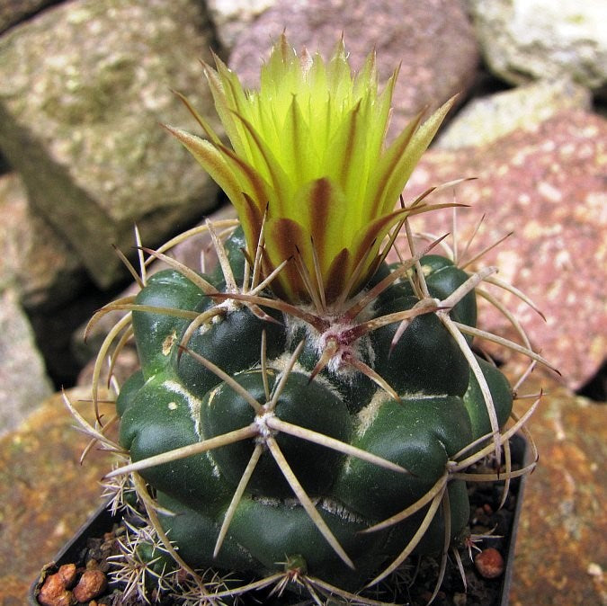  Coryphantha Sulcolanata Cactus Plant