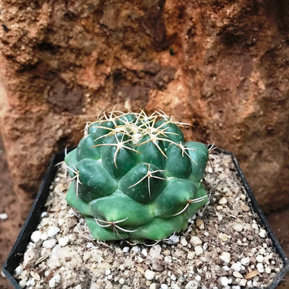  Coryphantha Sulcolanata Cactus Plant