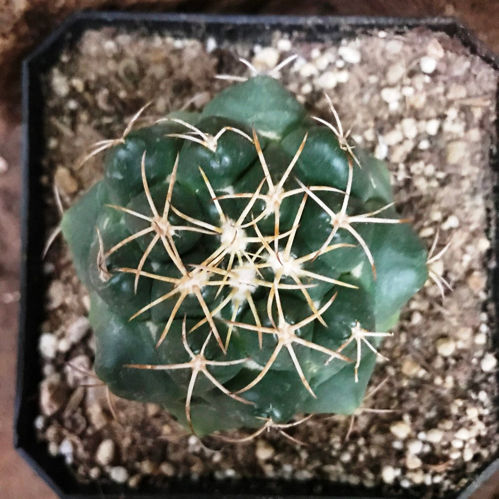  Coryphantha Sulcolanata Cactus Plant