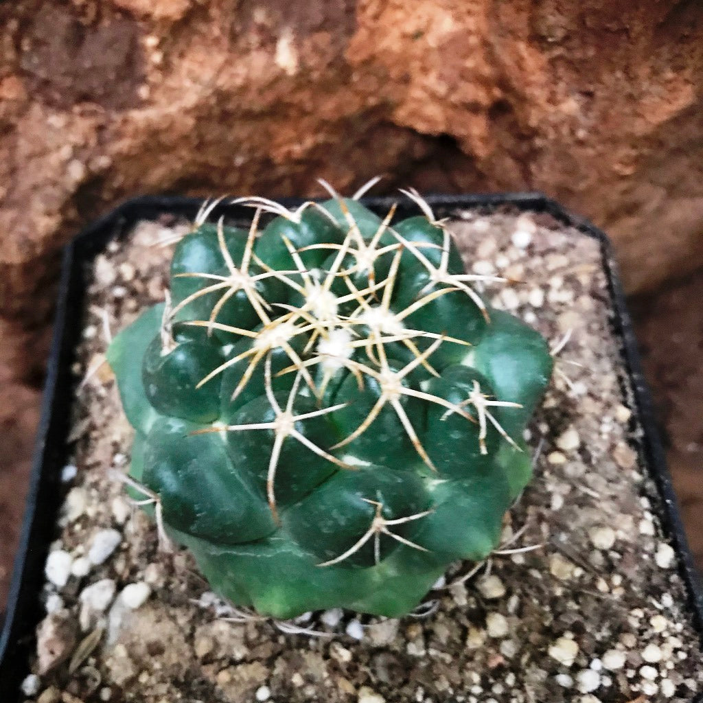  Coryphantha Sulcolanata Cactus Plant