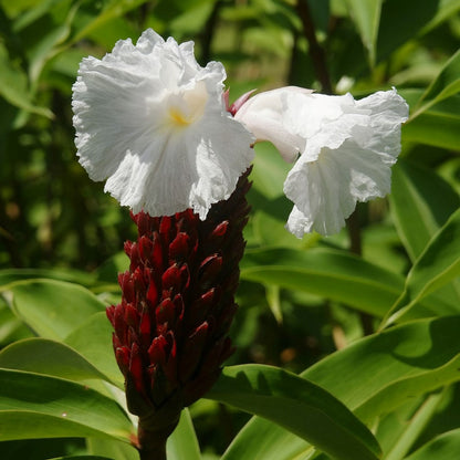  Costus Speciosus (Bulbs)