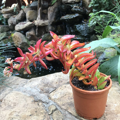  Crassula Capitella Campfire Succulent Plant