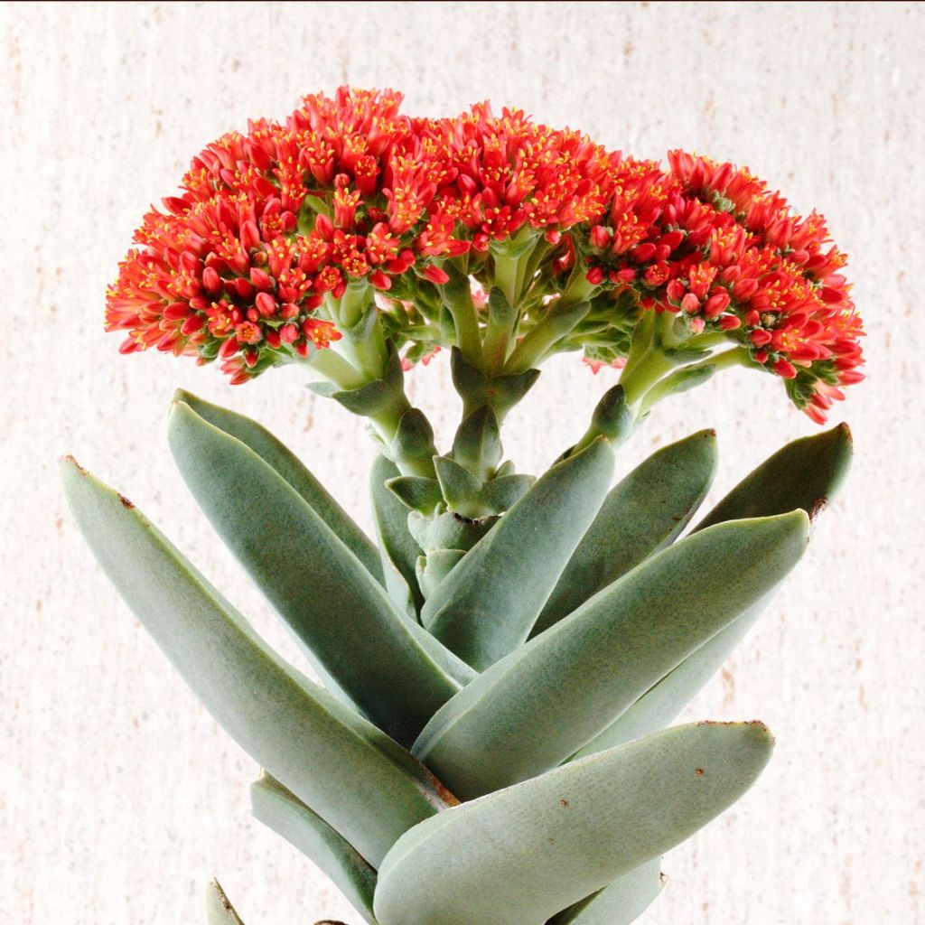  Crassula Falcata Succulent Plant