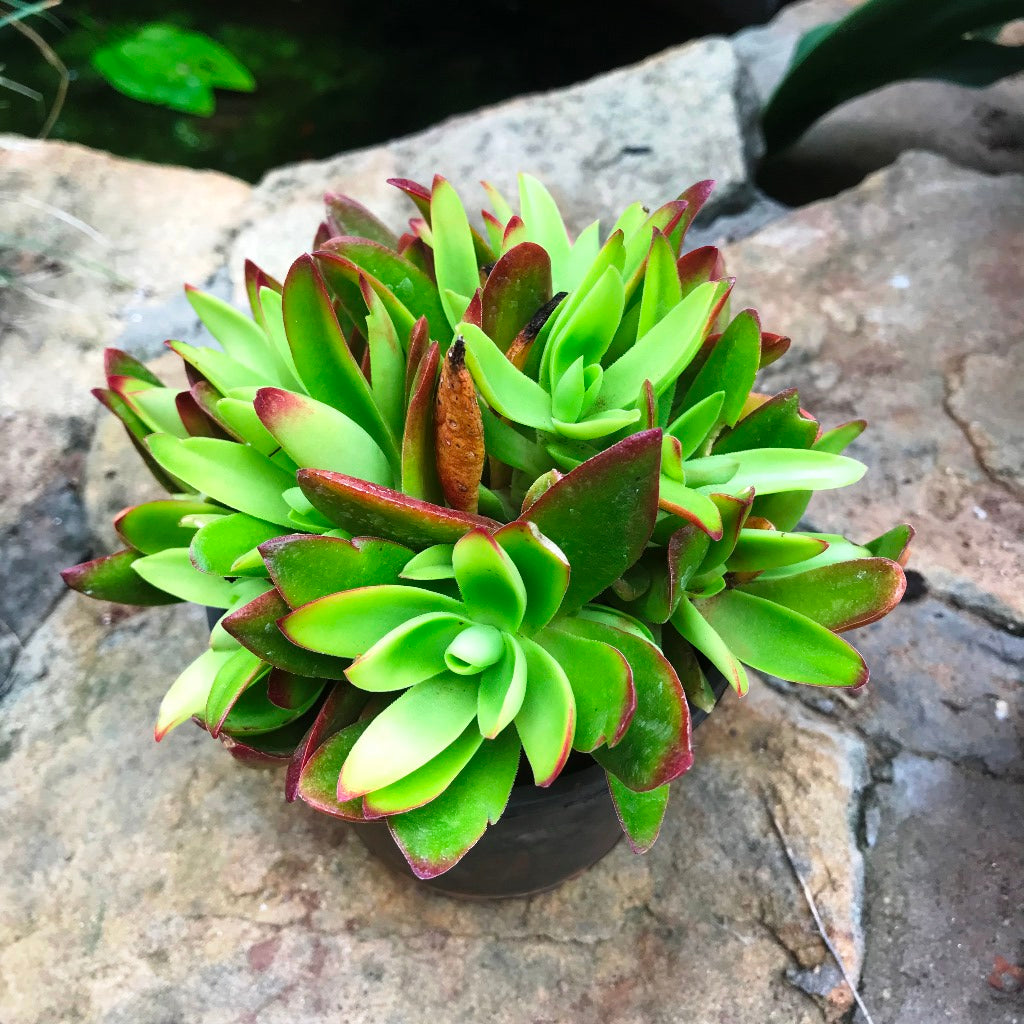  Crassula Capitella Campfire Succulent Plant